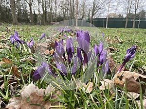 Spring is in the air with the crocuses 2