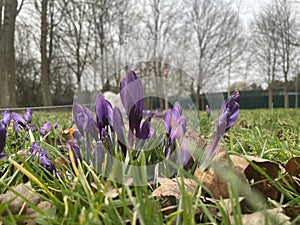 Spring is in the air with the crocuses
