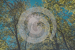 Spring is in the air of forest