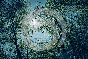 Spring is in the air of forest