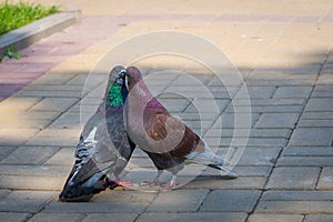 The spring is in the air and love is everywhere pigeons kissing and mating