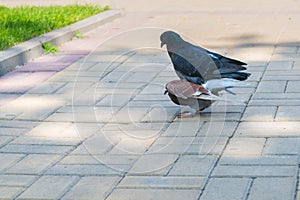 The spring is in the air and love is everywhere pigeons kissing and mating