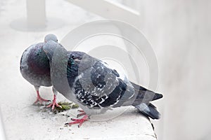 Spring is in air and love is everywhere pigeons kissing and mating