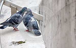 Spring is in air and love is everywhere pigeons kissing and mating