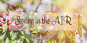 Spring is in the air phrase in the frame. Spring background art with Pink Apple Tree Blossom