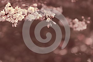Akebono Flowering Cherry Tree In Spring Bloom