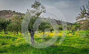 Spring in Alcarria. Guadalajara. Spain