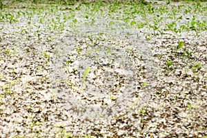Spring and allergy-background of grass