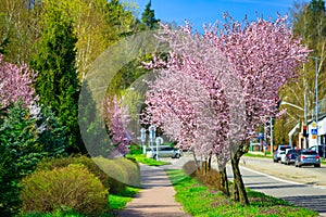 Spring alley of blossom pink cherry trees in Poland