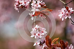 Spring alley of blossom pink cherry trees in Poland