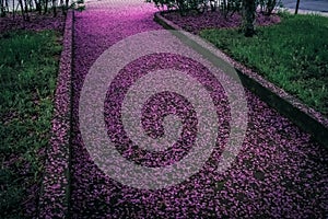Spring alley covered in purple flower petals