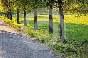 Spring alley of maple trees in early evening light