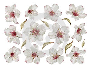 Spring almond blossom in watercolor style isolated on white background.