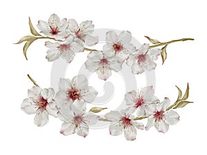 Spring almond blossom in watercolor style isolated on white background.