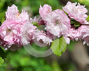 Spring almond blossoms