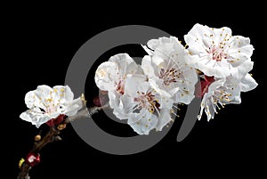 Spring Almond Blossoms