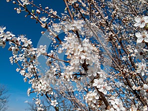 Spring almond blossoms in the Italian countryside