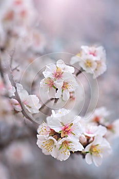 Spring almond flower photo