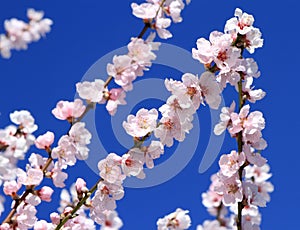Spring almond tree flowers