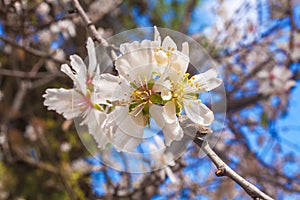 Spring Almond Tree Flowers