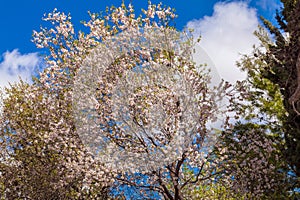 Spring Almond Tree Flowers