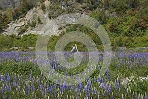 Spring along the Carretera Austral in northern Patagonia, Chile.