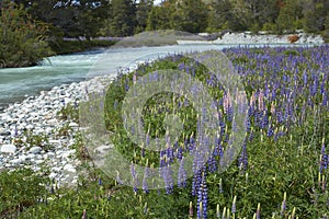 Spring along the Carretera Austral in northern Patagonia, Chile.