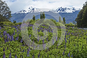 Spring along the Carretera Austral in northern Patagonia, Chile.