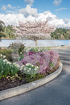 Spring Along Lake Washington 2