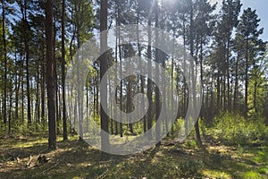 Spring also awakens the forests