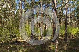 Spring in a mixed forest