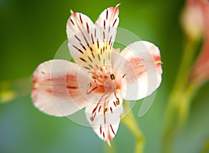 Spring alstroemeria lily flower macro