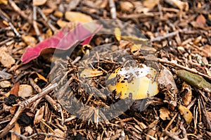 Spring Amanita (Amanita velosa)