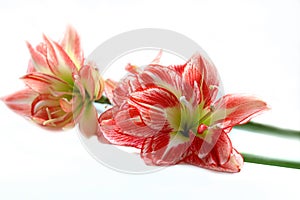 Spring Amaryllis