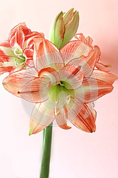 Spring Amaryllis