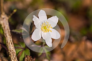 Beechnut shell on forest soil