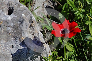 Spring anemone red flower in the rock.