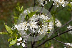 Spring apple blooms in home garden