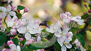 Spring apple blossom