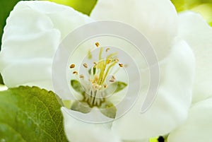 spring apple blossom close up