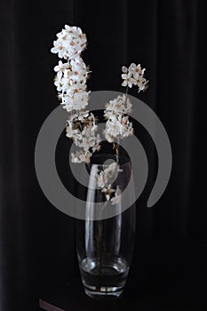 Spring apple blossom flowers in vase on dark background. Home minimalism decor