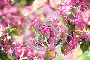 Spring apple blossom in garden, springtime pink flowers bloom, pastel and soft floral card