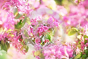 Spring apple blossom in garden, springtime pink flowers bloom, pastel and soft floral card