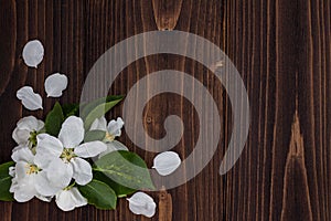 Spring apple blossom over old vintage wooden background.