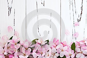 Spring apple blossom over old vintage wooden background.