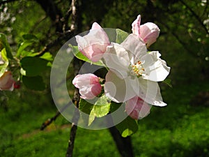 Spring apple blossom.Pink apple flowers. Garden.