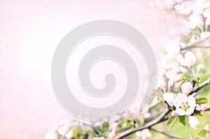 Spring apple blossom, springtime pink flowers bloom, pastel and soft floral card