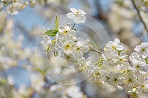 Spring apple blossom with white flowers in the park on a bright sunny day. Space for text. Banner or postcard