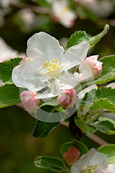 Spring apple blossoms