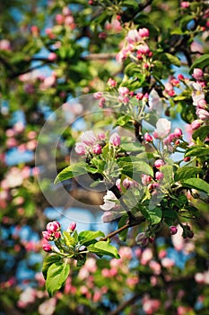 Spring apple blossoms of flowers